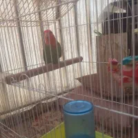 طولی برزیلی ماده
