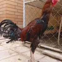 لاری|حیوانات مزرعه|گرمسار, |دیوار