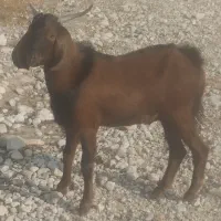 کهره نر