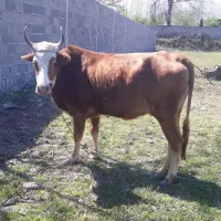 یک راس گاو گوشتی