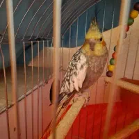 عروس هلندی|پرنده|شاهینشهر, شهرک گلدیس|دیوار