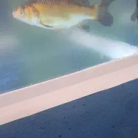 دو عدد ماهی کاراس|ماهی|اسلامآباد غرب, |دیوار