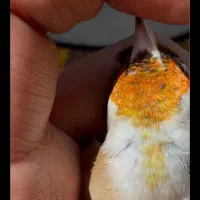 سهره کرواتی معاوضه