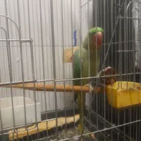 شاه طوطی|پرنده|قرچک, زیبا شهر|دیوار