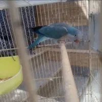 راهب آبی ماده