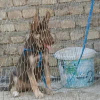 توله پنچ ماهه