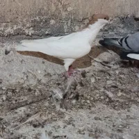 کپی