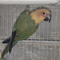 خورشیدی نر ملنگو مولد