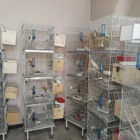 عروس هلندی طوطی معاوضه ابزار کمپرسور بادیخچال هتلی