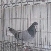 سیاه پشت|پرنده|اصفهان, شهرک زاینده رود|دیوار