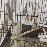 عروس سه ماهه سه عدد|پرنده|بندر ماهشهر, |دیوار