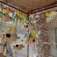 مرغ عشق اصل کاشانی