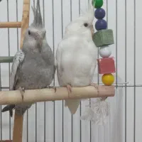 قفس ۱۰۳۳ بزرگ ضخیم و عروس هلندی|پرنده|زیباکنار, |دیوار