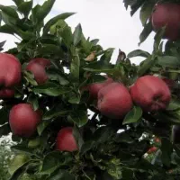 تولید نهال سیب ردچف