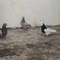 شامی .طوقی . تهرانی .