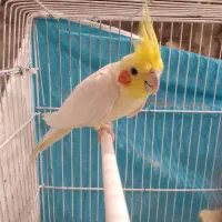 عروس هلندی نر و ماده