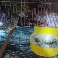 قناری توپاز|پرنده|مبارکه, |دیوار