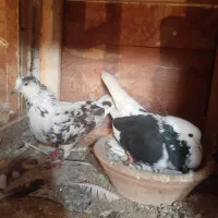 کبوتر|پرنده|لاهیجان, آهندان|دیوار