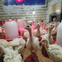 جوجه بوقلمون یک ماهه بیوتی|حیوانات مزرعه|اصفهان, امین‌آباد|دیوار