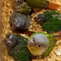 طوطی گرینچیک|پرنده|رشت, کوی حسینی|دیوار