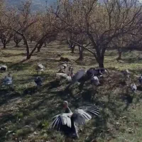 بوقلمون محلی|پرنده|سپیدان, |دیوار