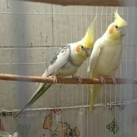 عروس هلندی