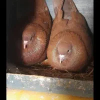 کبوتر زرد یا سرخ