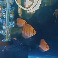 دیسکس لئوپارد