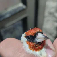 سهره نر درجه یک|پرنده|پارسآباد, |دیوار