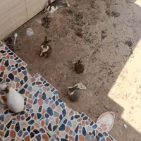 فروش خرگوش اهلی تمیز قیمت مناسب|موش و خرگوش|سیستان, |دیوار