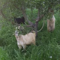بز و بزغاله باهم کیلویی میدم ۵۴۰ توضیحاتو بخون