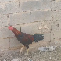 خروس لاری