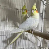 عروس هلندی|پرنده|گرمسار, |دیوار