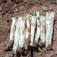 کنگر درجه یک فریدن