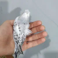 جوجه مرغ عشق پروانه ای