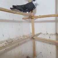 کبوتر|پرنده|گرگان, |دیوار