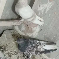 کفتر فروشی|پرنده|سبزوار, زینبیه|دیوار