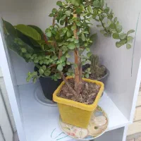 گلهای خانگی طبیعی|گل و گیاه طبیعی|پارسآباد, |دیوار