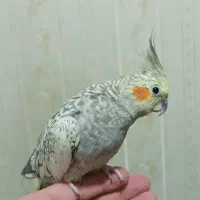 عروس هلندی مولد با تخم