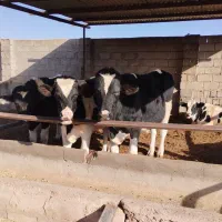 گوساله نر واکسن خارجی و ایرانی  دو نوبت تزریق شده