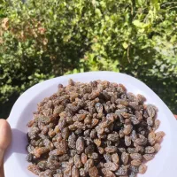 کشمش پلویی انگور عسکری درجه یک شهرستان کوار