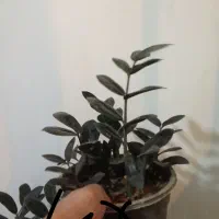 زاموفیلیابلک|گل و گیاه طبیعی|گلپایگان, |دیوار