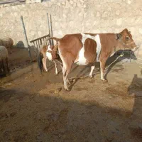 گاو گوساله ماده