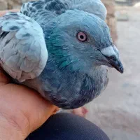 کفتر مسافتی|پرنده|حاجی آباد, |دیوار