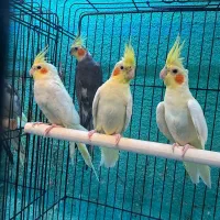 عروس هلندی در انواع رنگ فقط فقط ۶۵۰ت|پرنده|قائمشهر, |دیوار