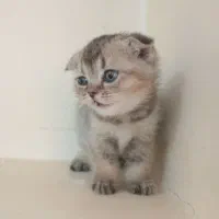 گربه اسکاتیش بریتیش تبی گلد