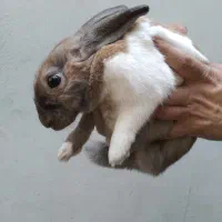 خرگوش خانگی دستی