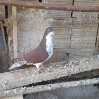 کبوترگرفتنی دمسیاه.پلاس.کلدار معاوضه با کفتر پلاکی