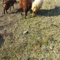 گوسفند|حیوانات مزرعه|آبش احمد, |دیوار