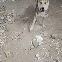 سگ هاسکی معاوضه با کفةر بوم شهرستانی|سگ|مشهد, رباط طرق|دیوار